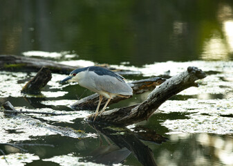 Portrait of a black crowned night heron standing on a log on the river.