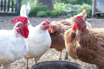 Feeding hens and rooster on farm in countryside. Agriculture industry and farming