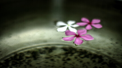 flowers in the water