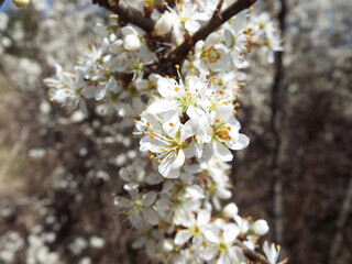 apple tree flowers