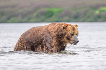 Fototapeta premium Ruling the landscape, brown bears of Kamchatka (Ursus arctos beringianus)