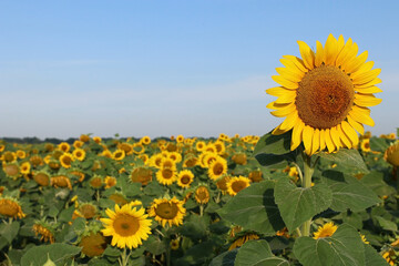 Sunflower flower against of blue sky and sunflower field. Selective focus.