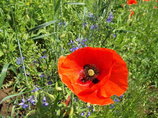 red poppy in the field