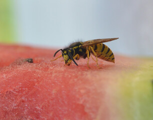 Bee tastes watermelon fresh juice