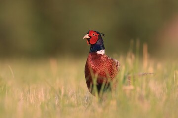 Beautiful common pheasant in the nature habitat. Wildlife scene from nature. Phasianus colchicus