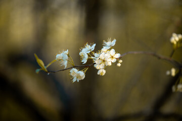 Close up photo of a branch of a blooming tree. On the branch are a bunch of small white flowers