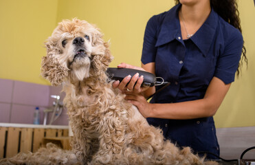 Grooming salon working place, pet shop.