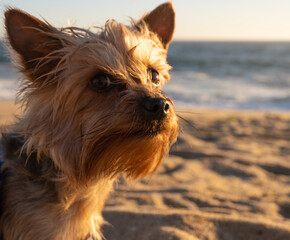 Yorkshire Terrier dog portrait on beach. Close up head shot.