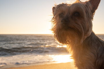 Small Yorkshire Terrier dog on beach at sunset, looking at camera with sand in his fur