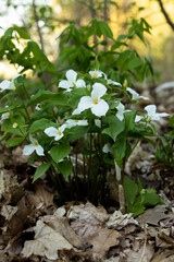 Photo of a trillium plant surrounded by dried leaves. 
