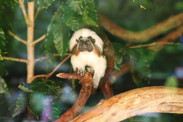 various kinds of animals in zoos
