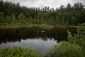 Fototapeta na wymiar Landscape of a lake and a forest in the summer in Sault Ste. Marie, Canada