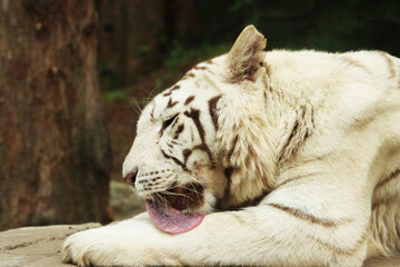 various kinds of animals in zoos