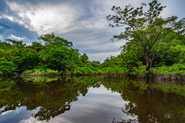 Fototapeta na wymiar Amazon rain forest in a perfect and lovely sunny day