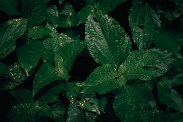 The background from the various foliage that is green in the afternoon