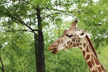 various kinds of animals in zoos