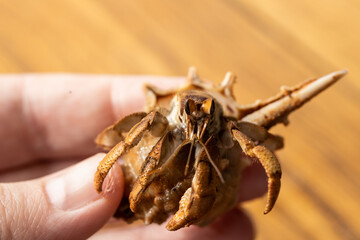 Australian Land Hermit Crab (Coenobita variabilis) being held by a hand