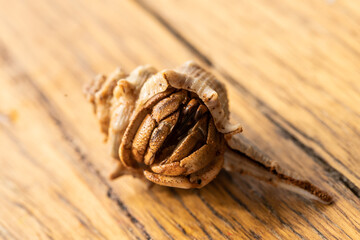 Australian Land Hermit Crab (Coenobita variabilis) peeking out of it's shell