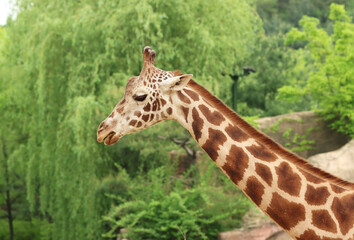 various kinds of animals in zoos