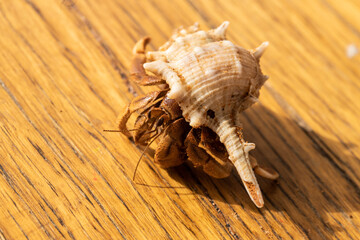 Australian Land Hermit Crab (Coenobita variabilis) walking on a wooden surface