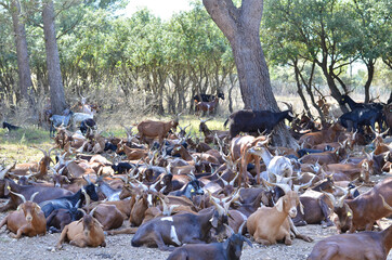 Un troupeau de chèvres est utilisé pour débroussailler les collines autour de Aix en Provence...