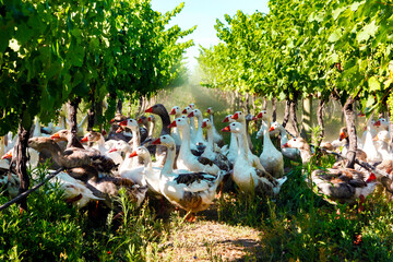 オーガニックワインのブドウ畑