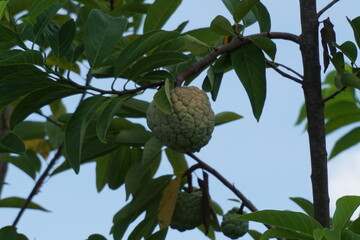 close up of custard apple in green background.