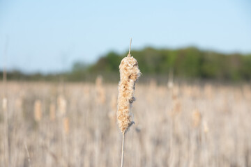 Close up of a cattail in a field