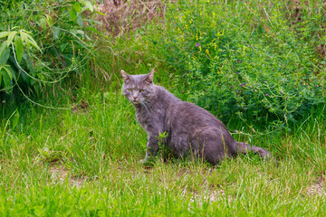 Junge Katze springt wild tobend durch das frische Gras 