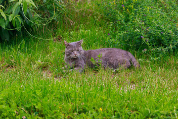 Junge Katze springt wild tobend durch das frische Gras 