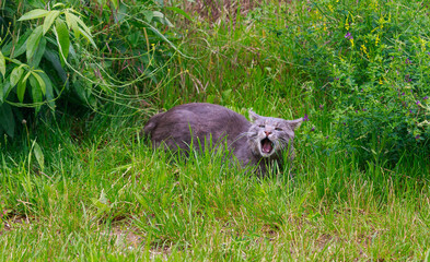 Junge Katze springt wild tobend durch das frische Gras 