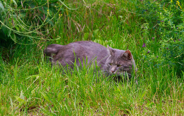 Junge Katze springt wild tobend durch das frische Gras 