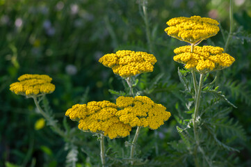 Achillea filipendulinayarrow nosebleed yellow flowers in bloom, ornamental flowering plant, bouquet on tall green stem