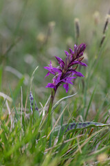 Dactylorhiza majalis wild flowering orchid flowers on meadow, group of bright purple flowers in bloom