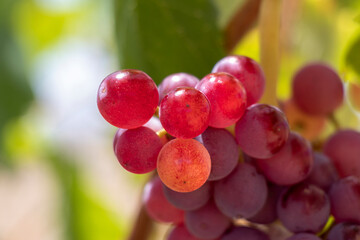 Red seedless grapes, close up image.