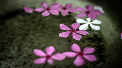 pink flowers  in the water
