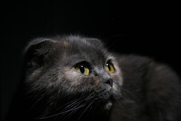 Grey scottishfold on black 