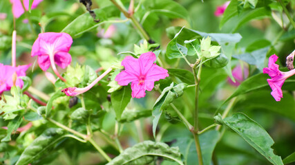 Mirabilis jalapa or the Four o’ Clock Flower  blooming in the garden