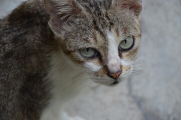 Close up portrait of a cat