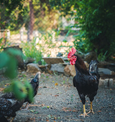 Beautiful black rooster in the courtyard of a country house, rural life and poultry farming