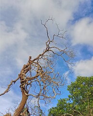 dead tree and the sky