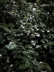 water drops on the tree