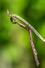 The Phasmatodea sitting on a branch. Phasmida or Phasmatoptera. Phylliidae.