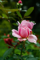 blooming pink rose in the garden