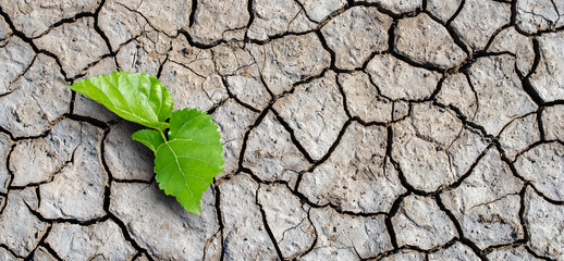 Dry land, Global warming and climate change concept. A new life start with the sprout of green leaves Recovery of the Nature.