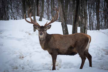 Male adult deer standing outside in the winter in a forest area. His head is turned to face the direction of the camera. He is standing still in snow. 