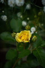 pink rose bud in the garden