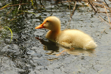 pequeño patito amarillo de ojo casi transparente nadando en el bonito lago