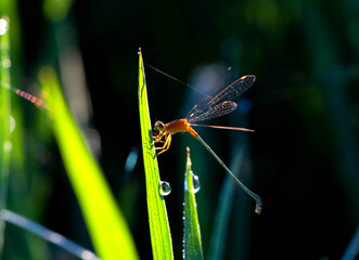 Dragonfly perched on the grass in the morning