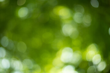 Obraz premium Green bokeh with wall paper.